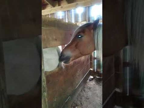 horse asshole|Her horse kept touching her butt, so she caught her horse in